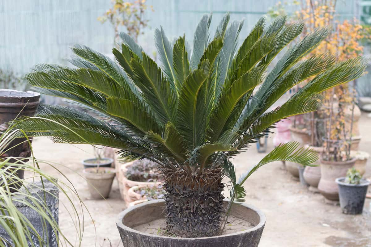 Sago palm planted on a small concrete pot