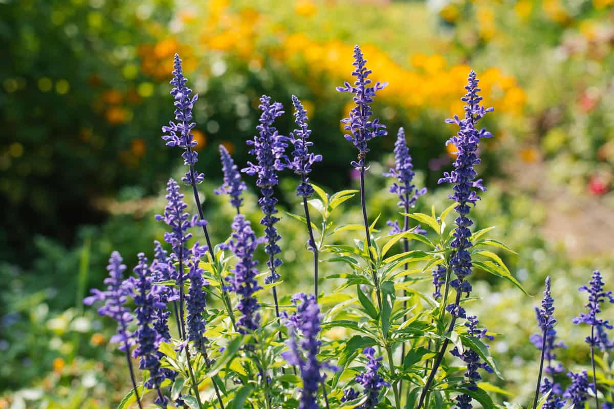 Blooming Salvia at the garden