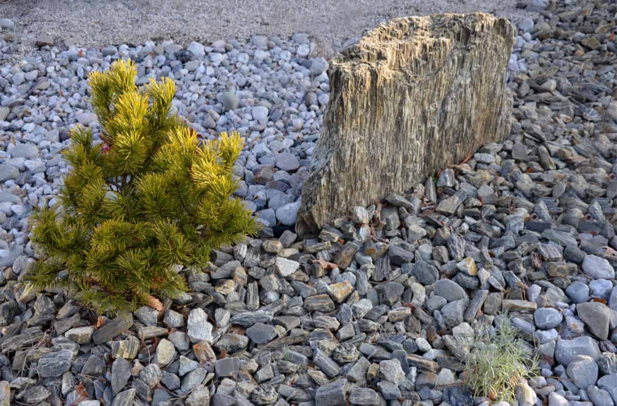 Scots pine and a huge rock side by side in a rock garden