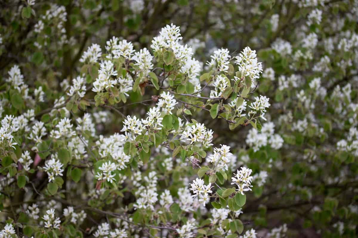 Serviceberry blooming at the  garden