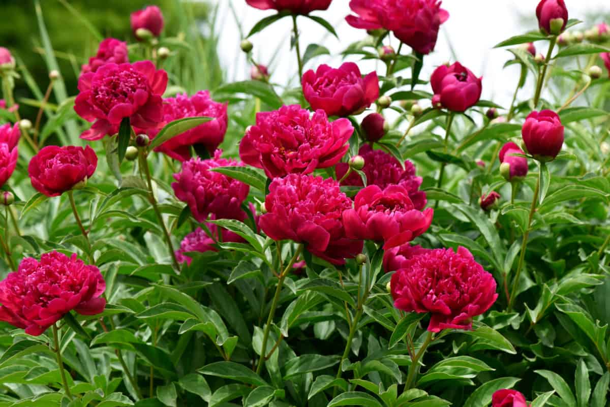 Blooming Red Peonies in the garden. Paeonia 'Kansas' (Herbaceous Peony).