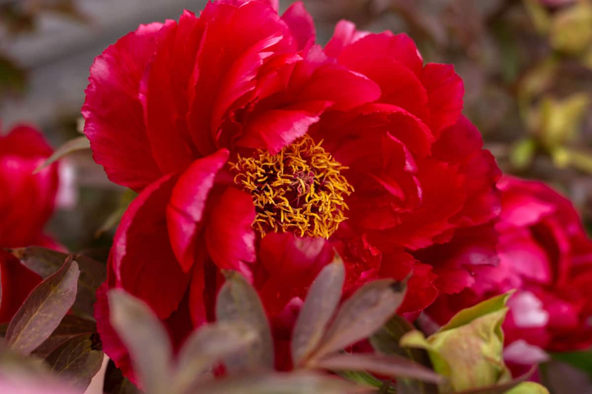 Red hybrid Itoh Peony blooming in spring garden.