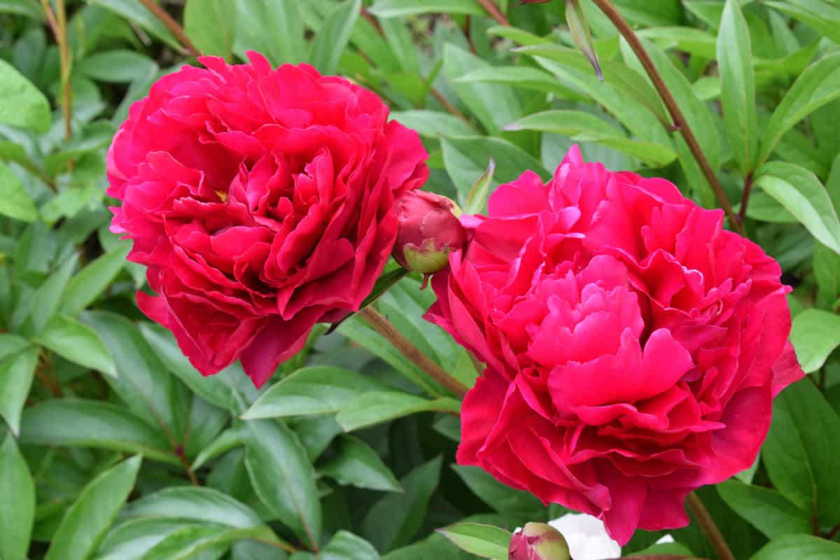 Peony or Paeonia lactiflora. Name Adolphe Rousseau. Close up of two red flowers.