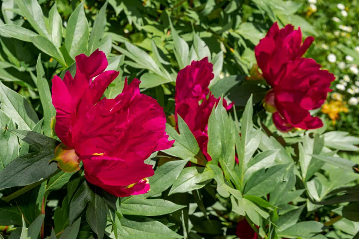 Itoh Hybrid Peony (Paeonia Itoh hybrid) in park, Moscow region, Russia.