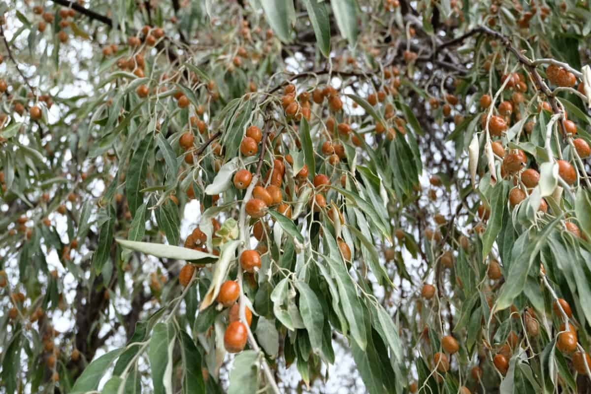 Russian olive at the garden