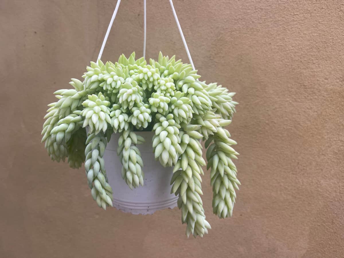 burro's tail plant (donkey’s tail) succulent