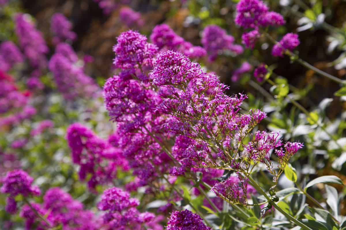 Butterfly bush photographed at the garden