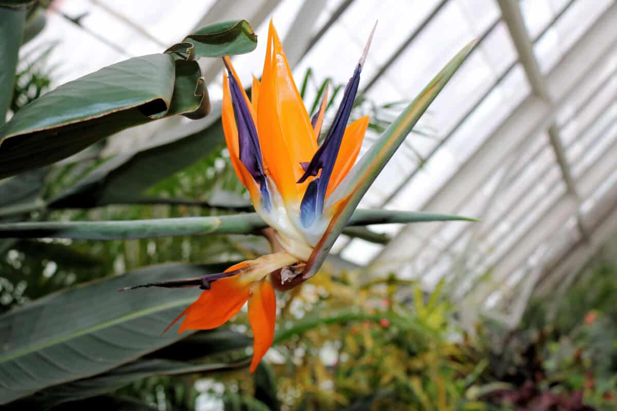 Bird of Paradise plant photographed in a greenhouse