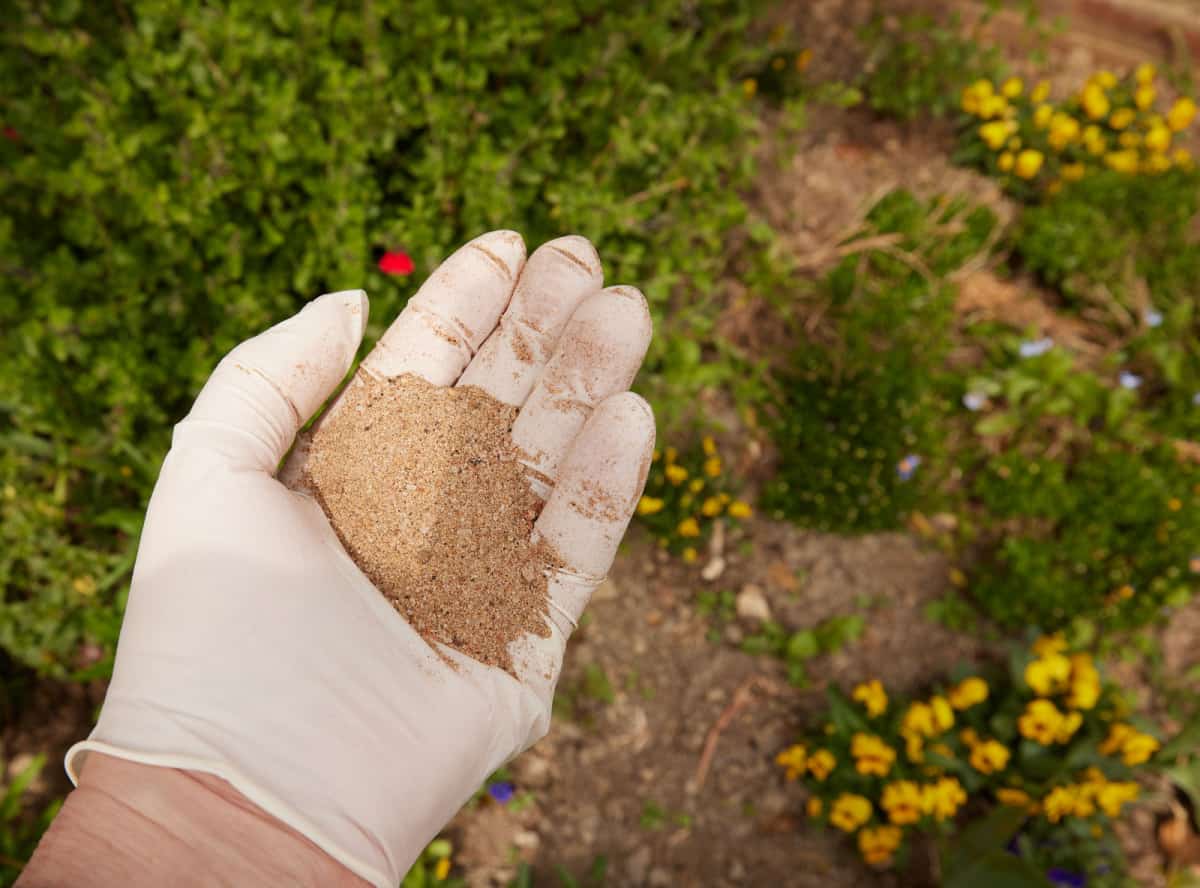 Fish Blood and Bone Meal fertilizer seen in a hand