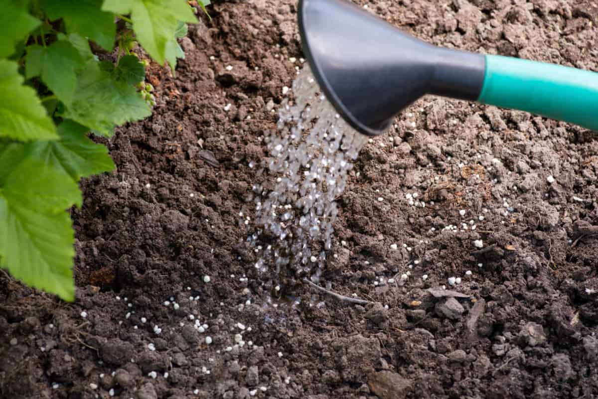 Dissolving granulated fertilizer in soil with water.