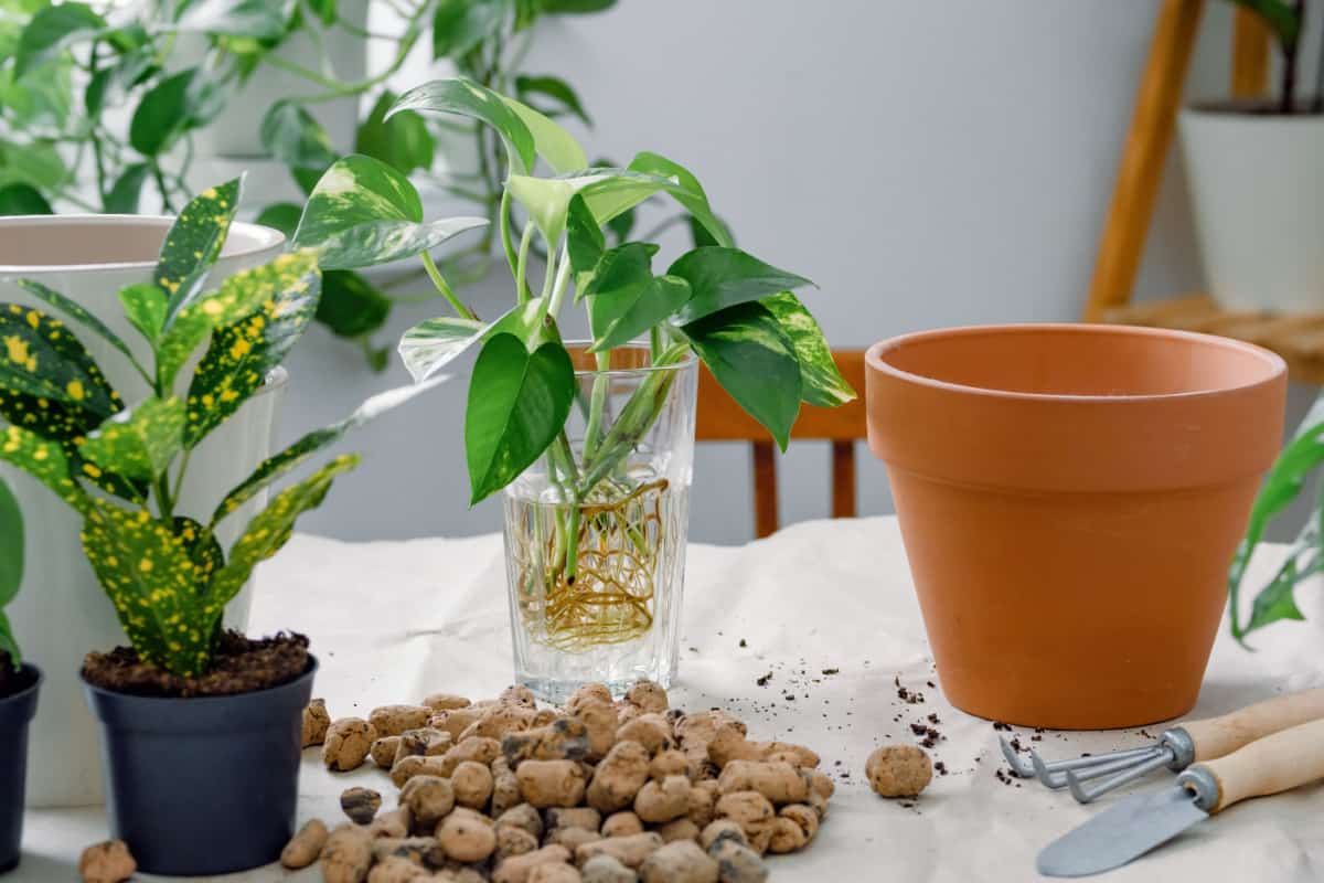 Golden pothos (epipremnum) stem cuttings with roots in a glass with water ready to pot.