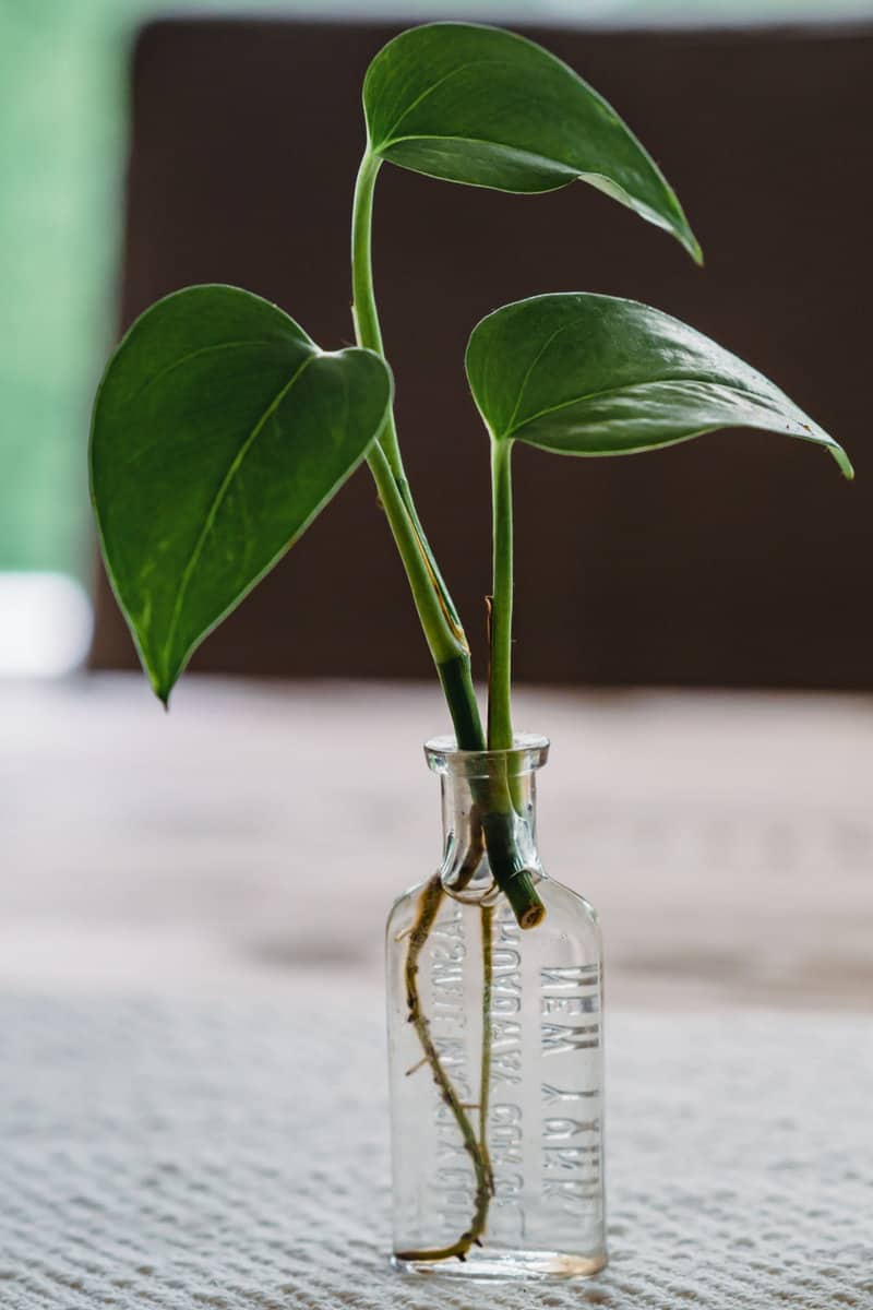 Green pothos in small glass jar propagating new roots for growth