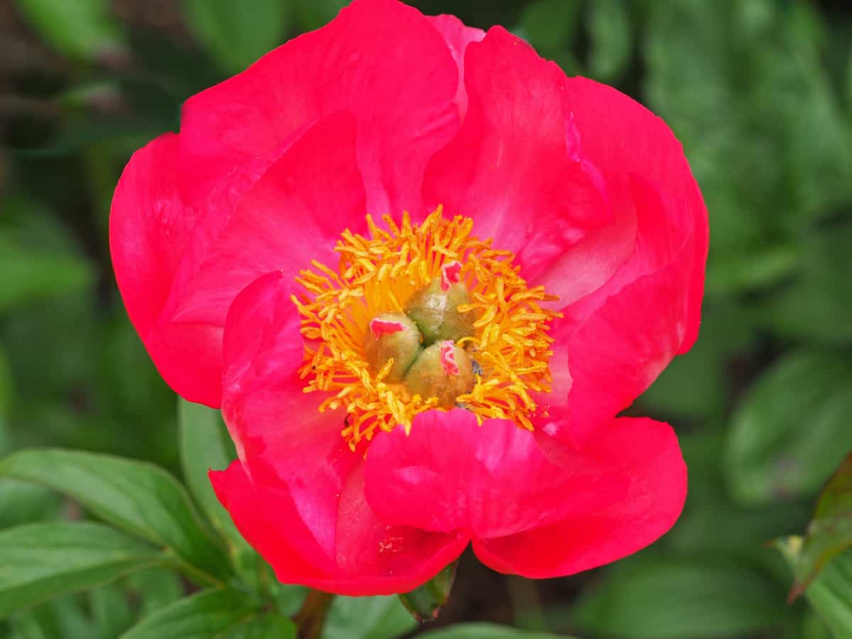 Pinkish red peony flower variety Flame in a garden