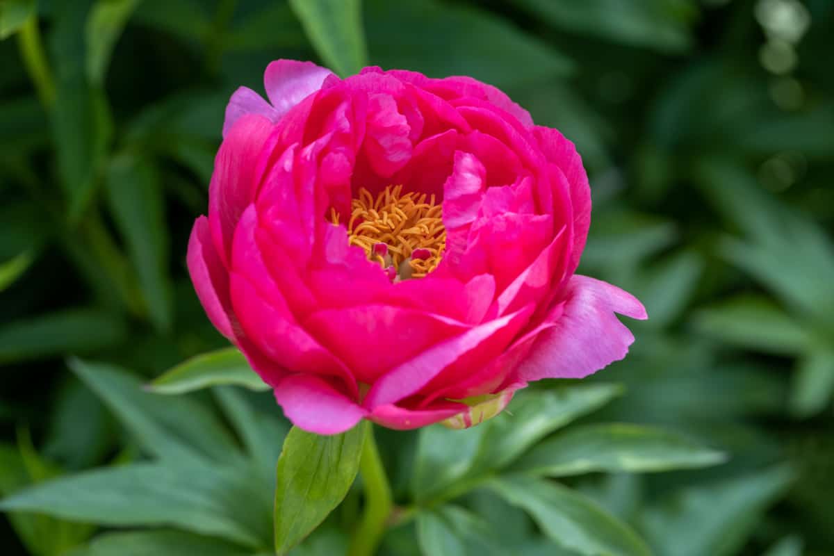 Paeonia Coral Fay plant growing in the garden. Paeonia officinalis