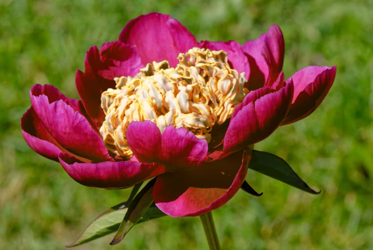 Paeonia 'Red Emperor' is a perennial plant with red flowers
