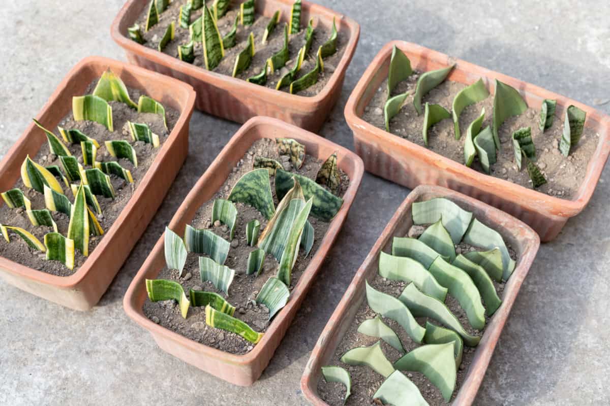 Sansevieria plants propagation from leaf cuttings
