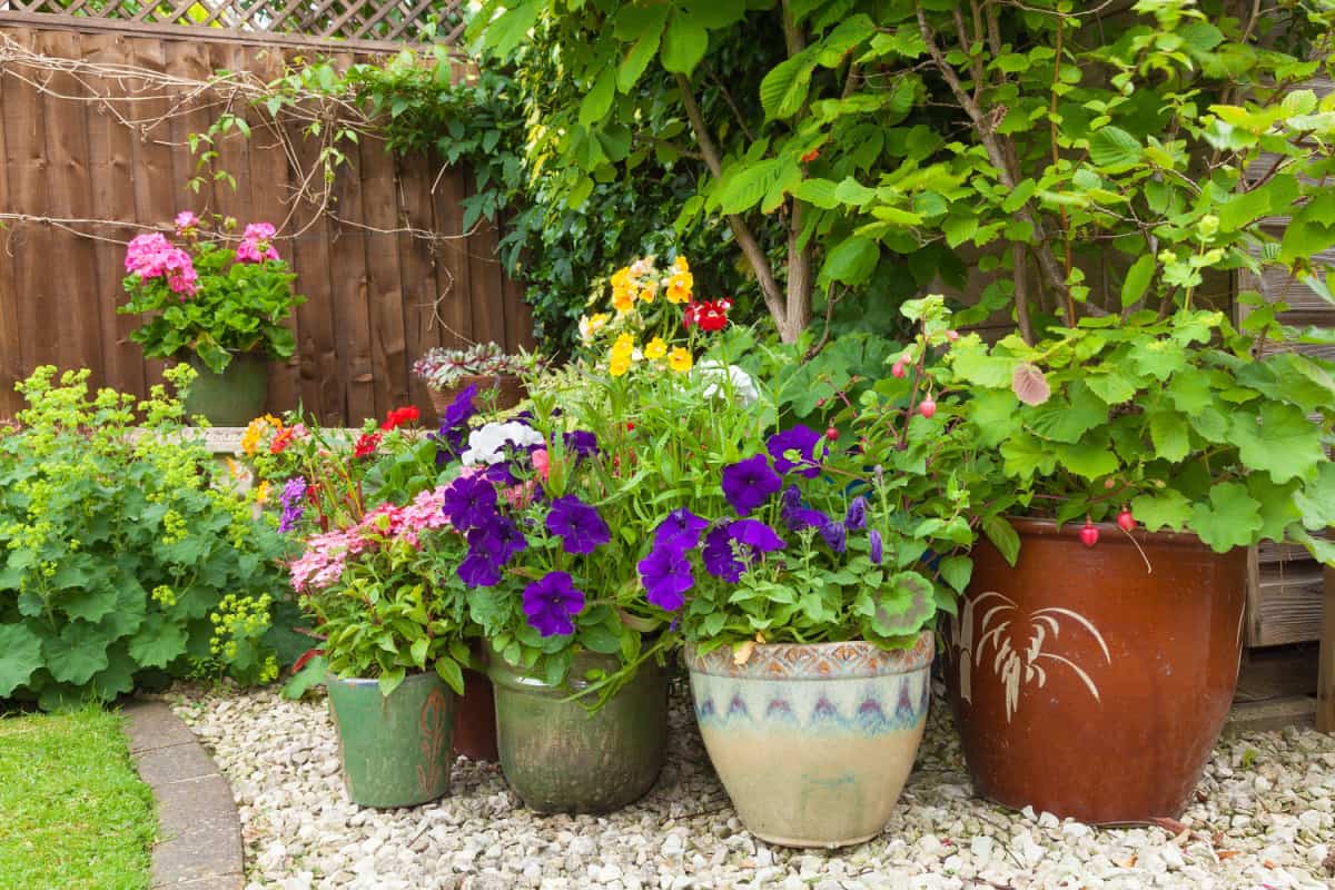 Shady corner of a garden with containers full of colorful flowers.