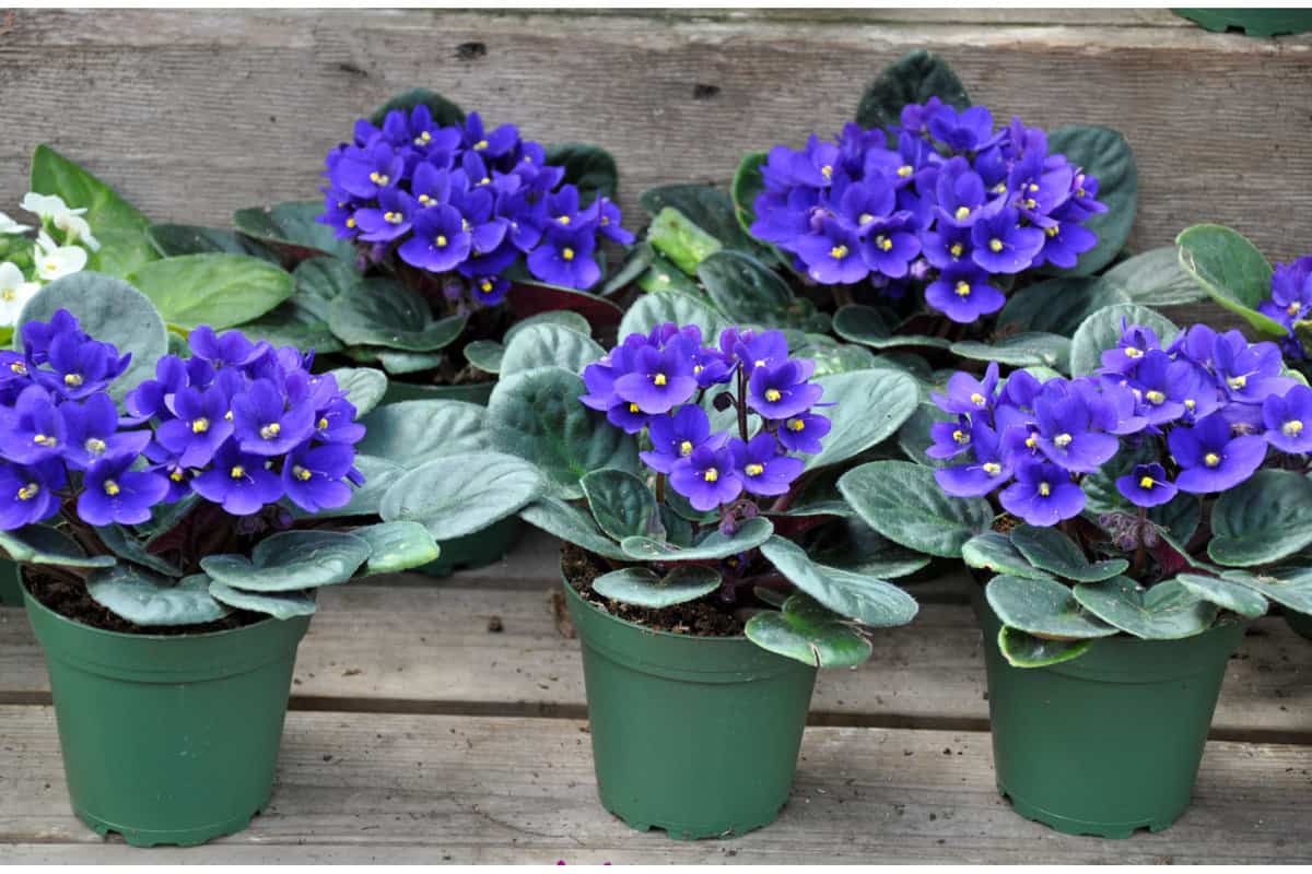 Five beautiful African violet plants