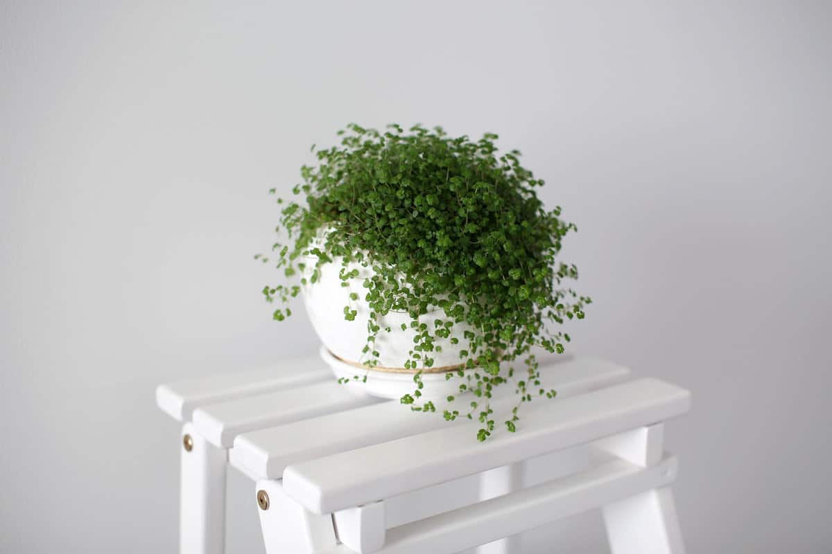 A beautiful baby tears plant on a white wooden chair