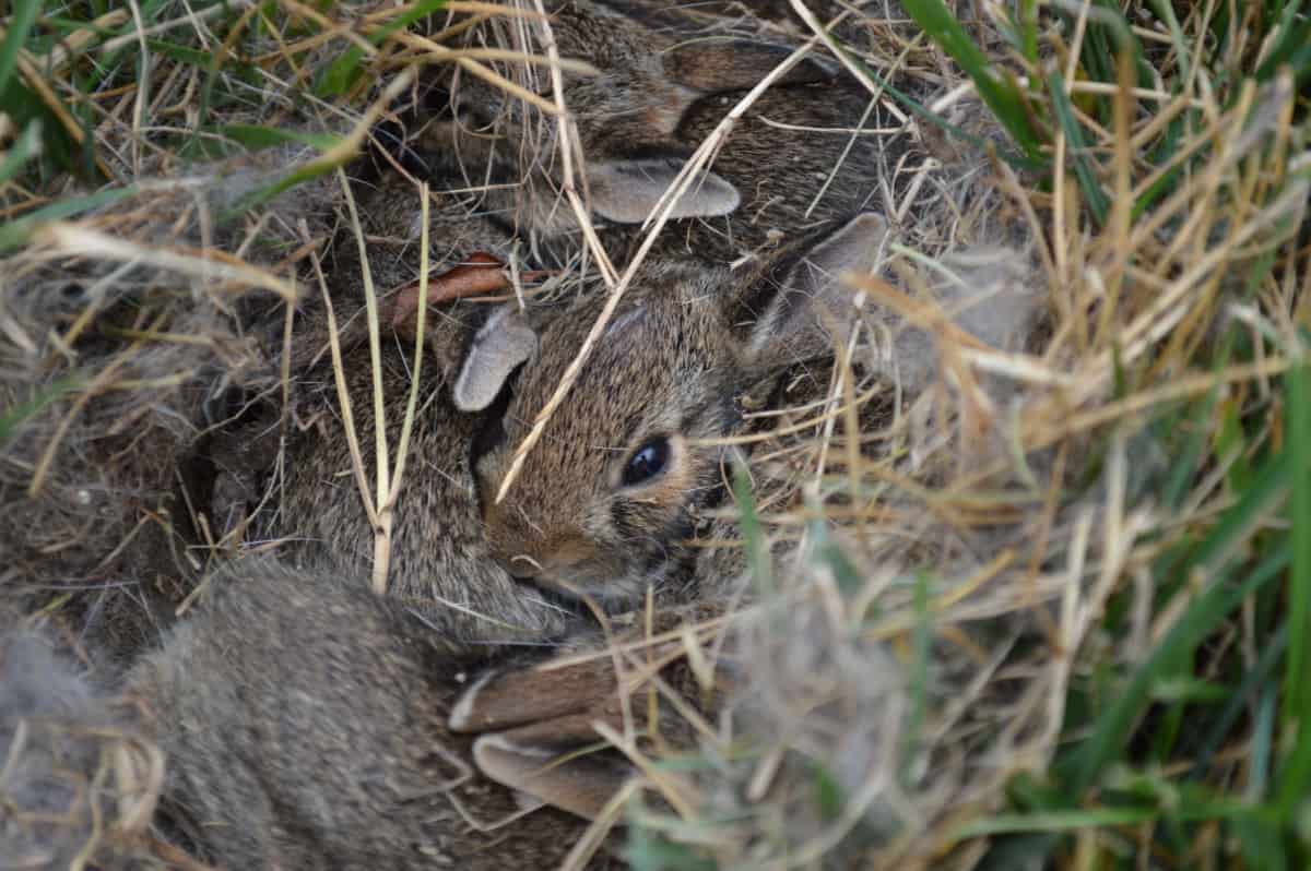 Baby bunny nest