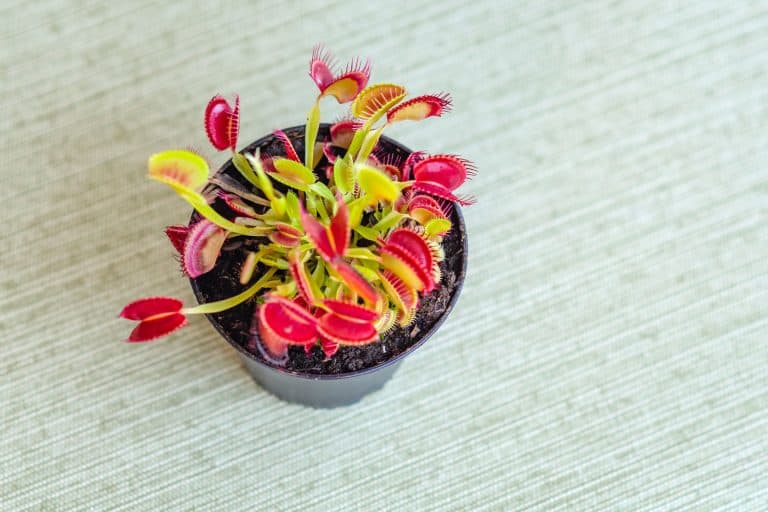 Small Venus Flytraps planted on a black pot, Feeding Time! 9 Tips for Growing and Caring for Carnivorous Plants