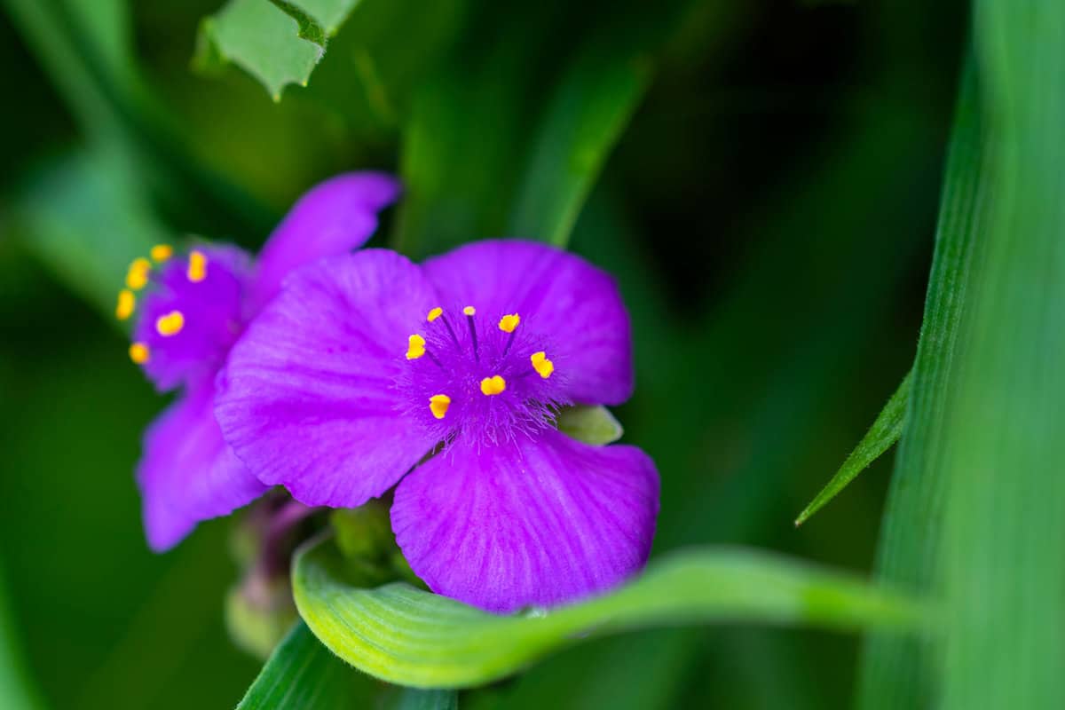 Smooth Spiderwort with bright purple petals