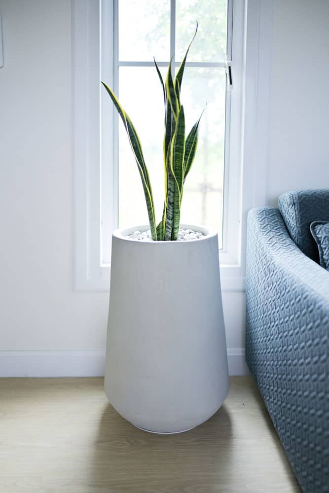 Huge round pot of a snake plant placed near the window