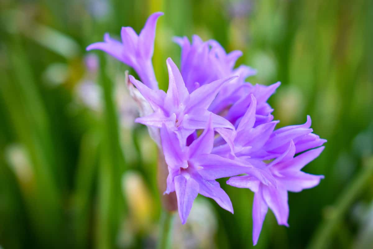 Purple petals of a Society Garlic