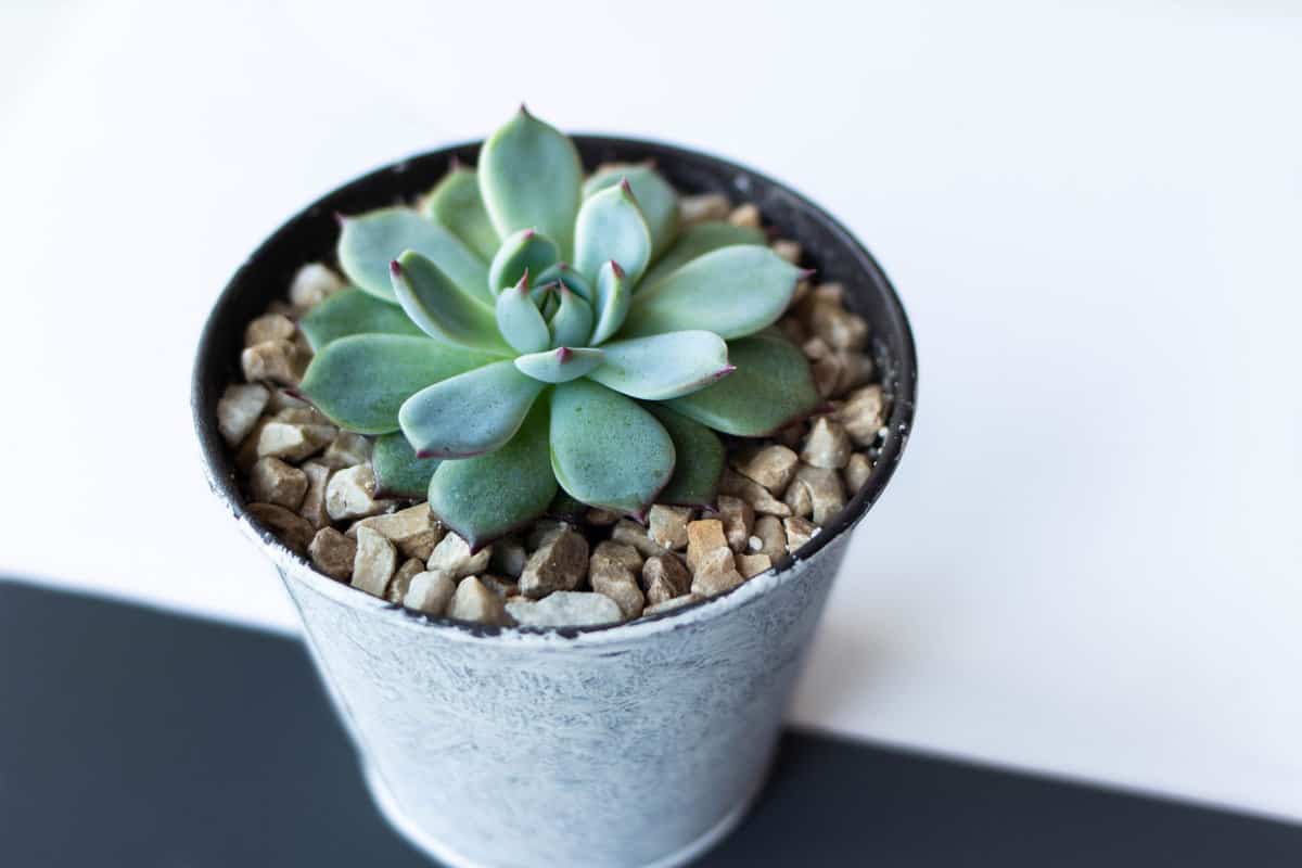 Soft succulents planted in a white pot