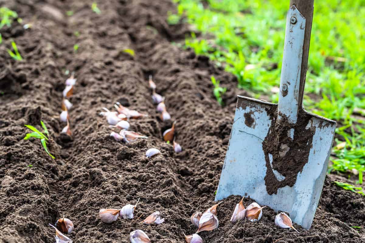 Soil preparation for planting garlic