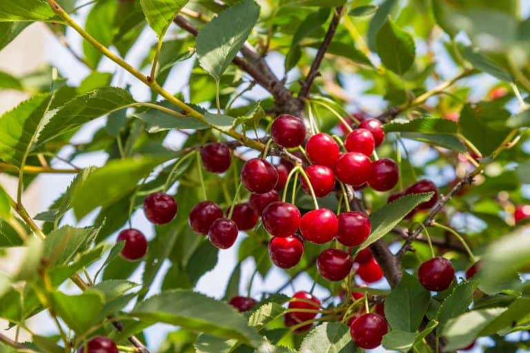 Sour cherry photographed in the garden, Optimal Tree Varieties for USDA Zone 3