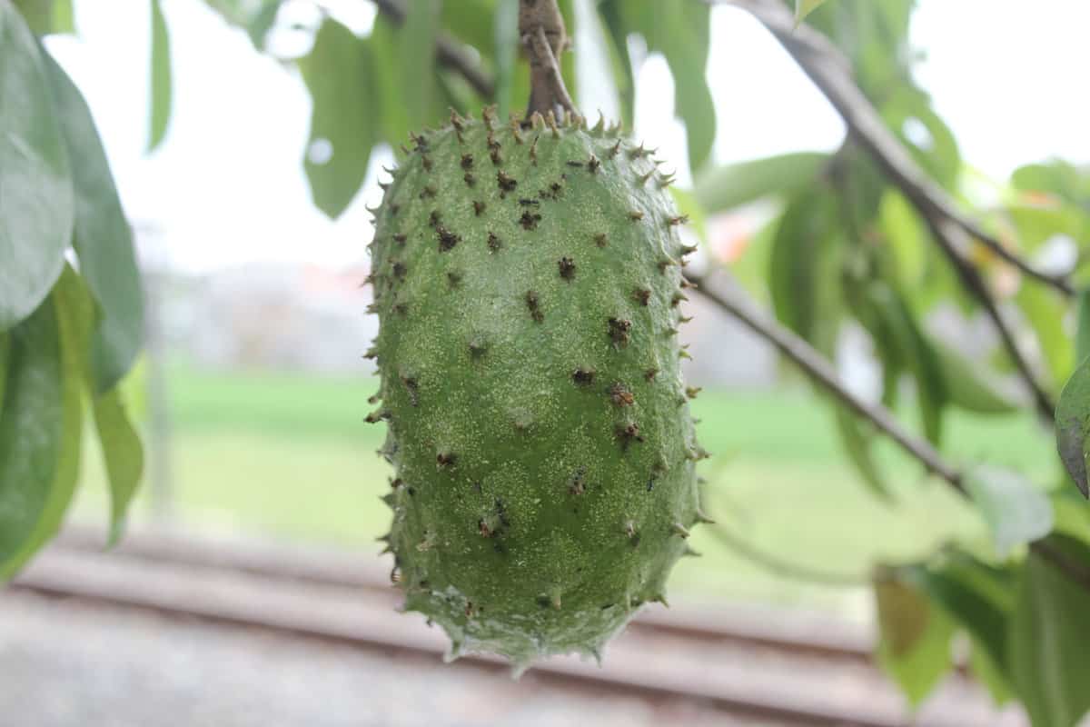 Soursop fruit hanging from a tree with railroad tracks in the background