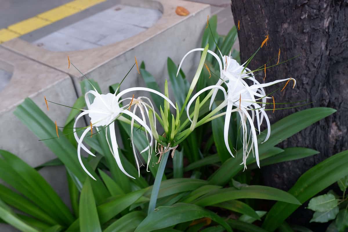 Gorgeous white petals of a Spider Lily plant