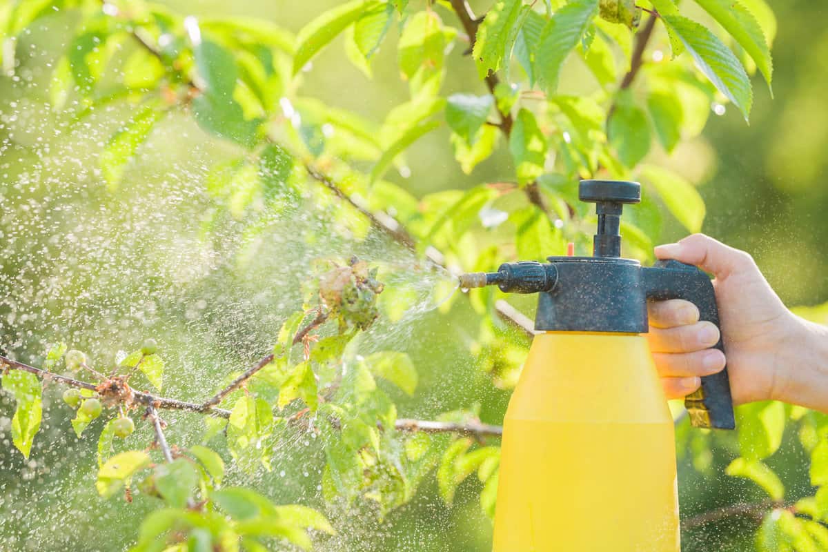 Spraying pesticide to a plant