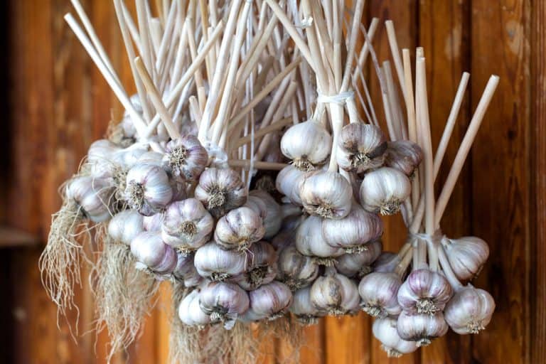 Storing garlic by hanging in a room