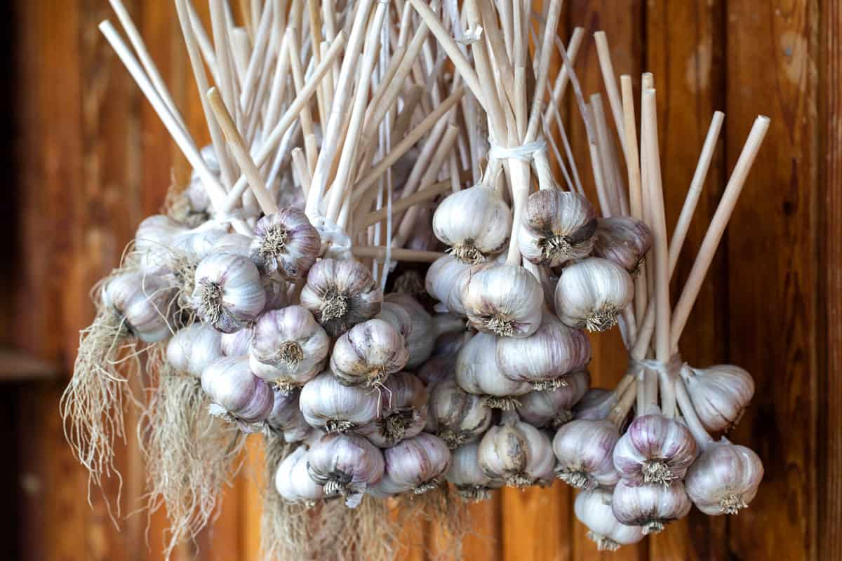 Storing garlic by hanging in a room