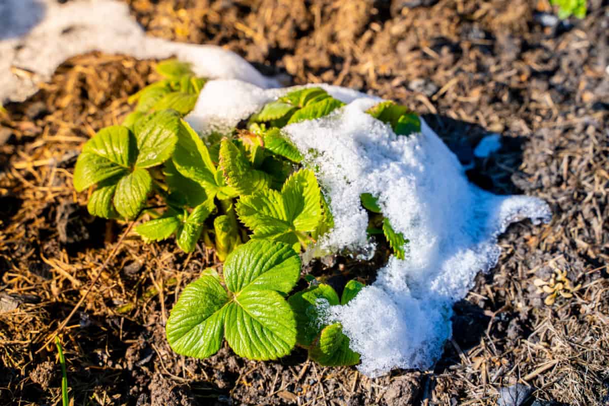 Strawberry plant in snow