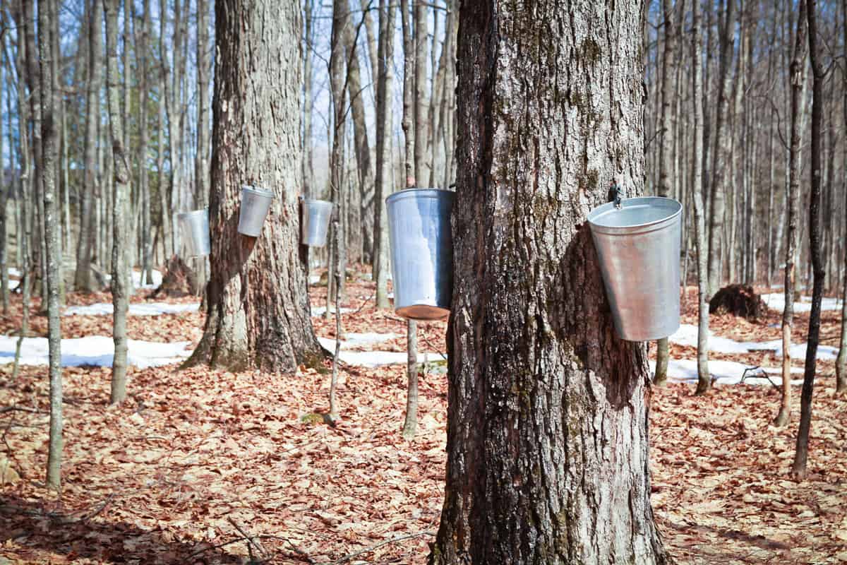 Sugar Maple with collection buckets 