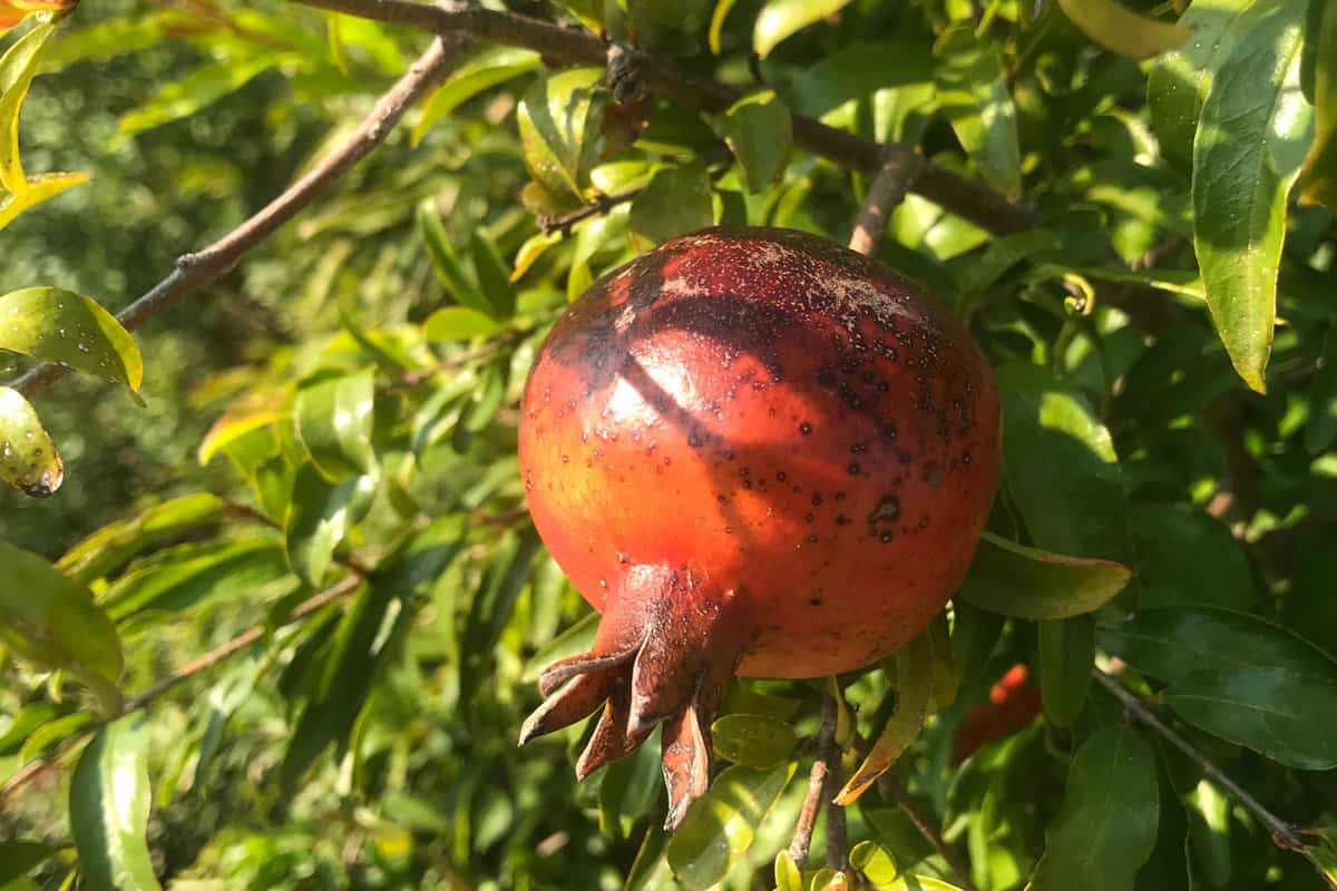 The pomegranate’s botanical name is Punica Granatum. It is a broadleaved fruit-bearing tree in the family Lythraceae. The Punica is small and grows anywhere between 16 and 26 feet.