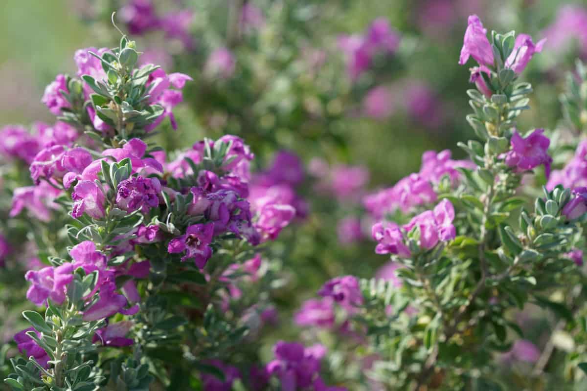 Texas Sage with purple blooming petals