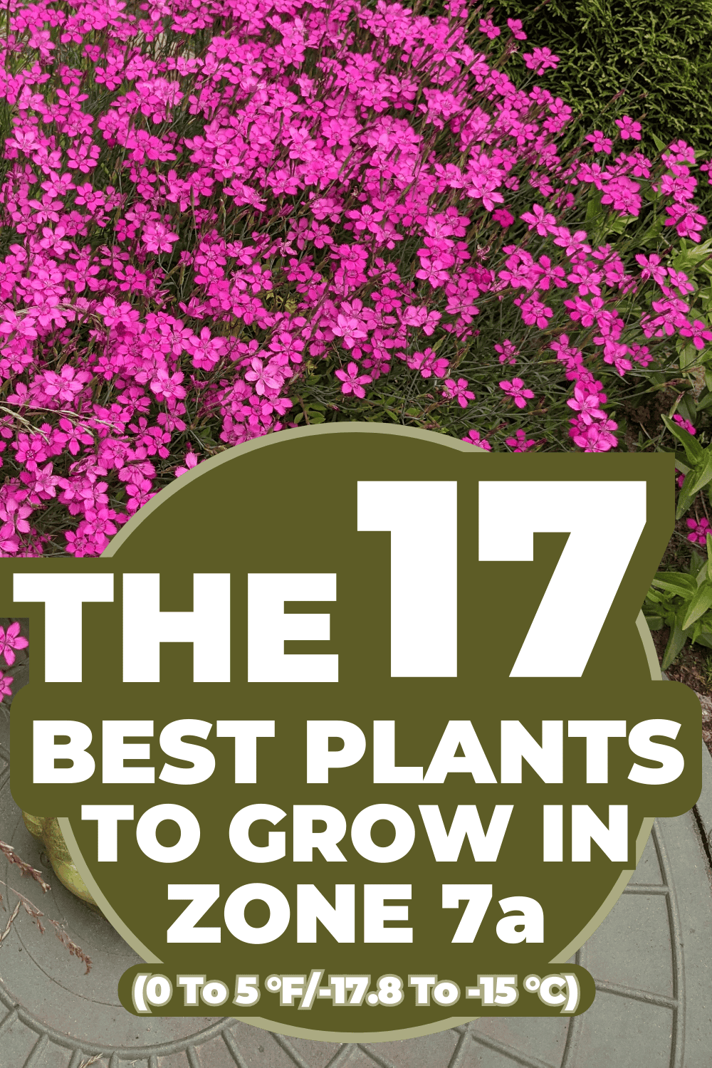 The 17 Best Plants To Grow In Zone 7a