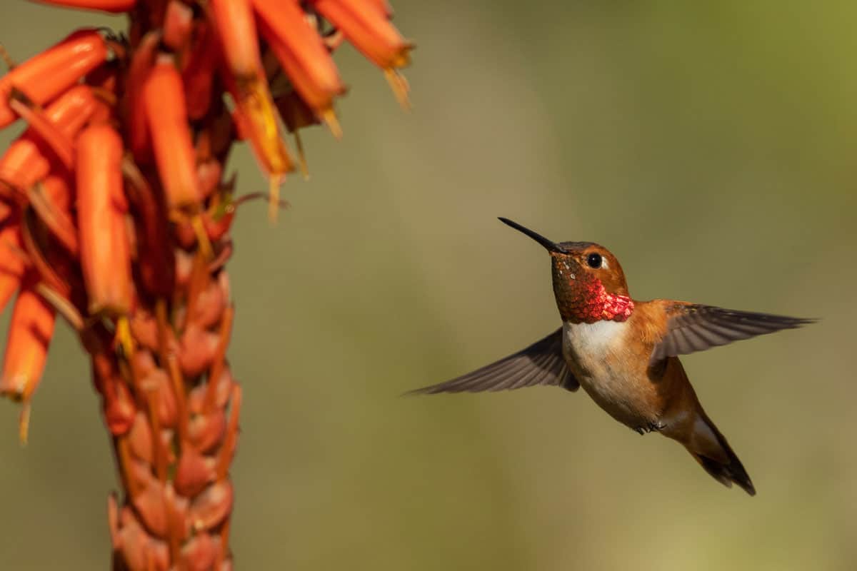 The gorgeous Roufus Hummingbird