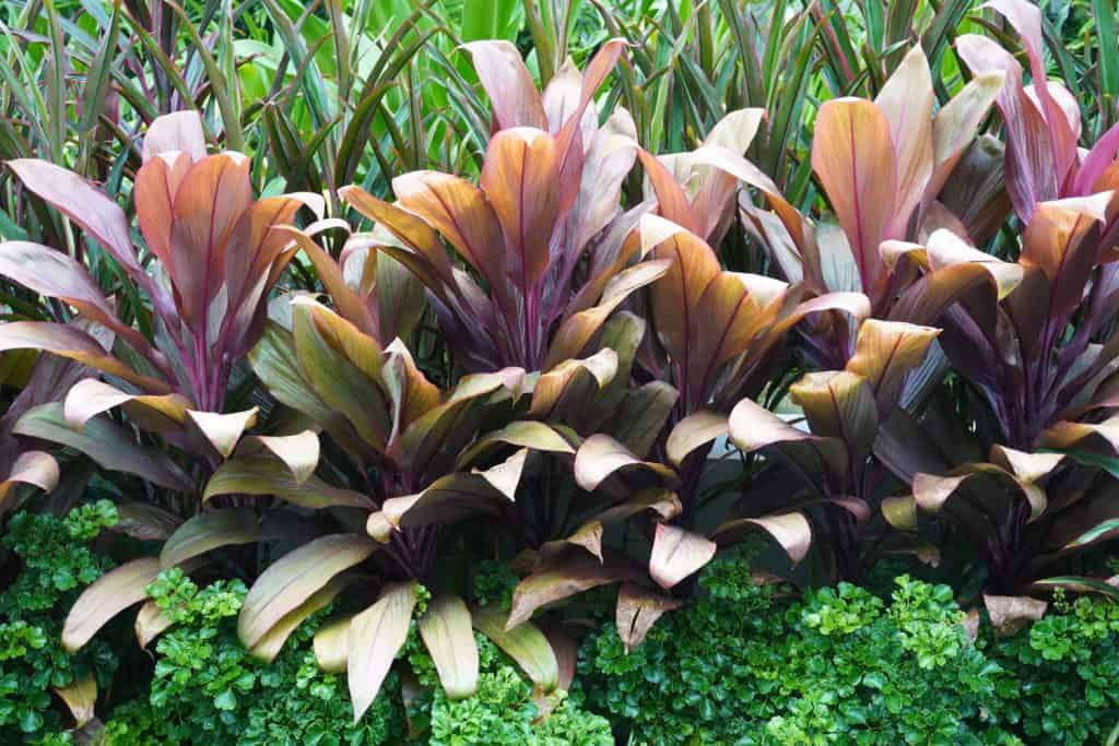 Gorgeous dark purple leaves of a Ti plant
