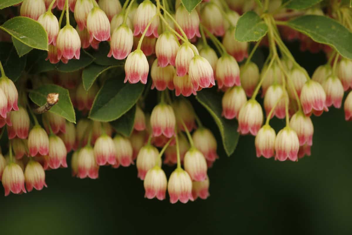 Tiny white and pink bell-shaped flowers of the Enkianthus shrub.