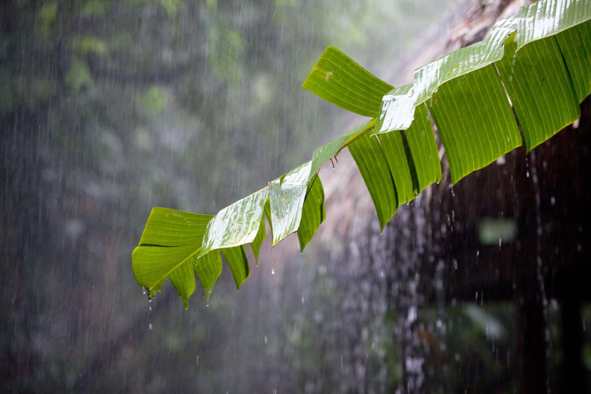Torrential rain in the tropical rainforest damaging a banana leaf