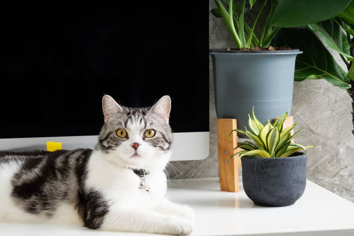 A cute cat resting next to a small snake plant