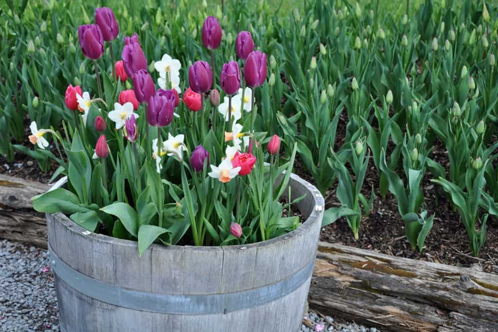 Tulips planted in a concrete pot