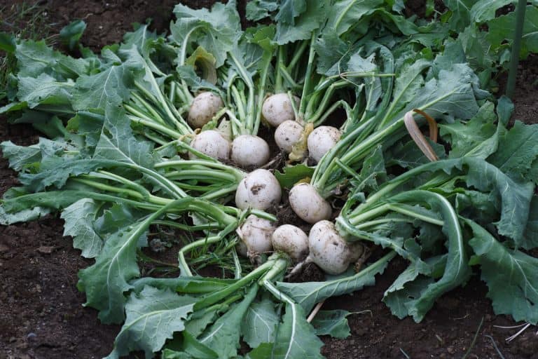 Turnips at the garden, Speedy Sprouts: The Top 11 Fastest Growing Vegetables for Your Garden