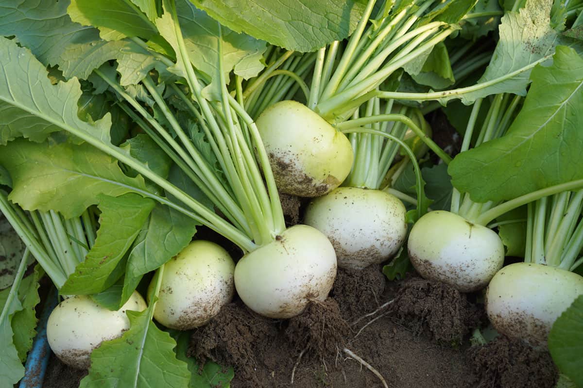 Turnips at the garden