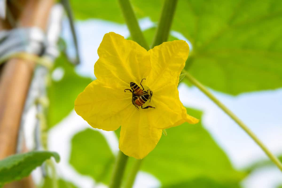 Two bees are snatching nectar from the yellow flowers of the Cucumber
